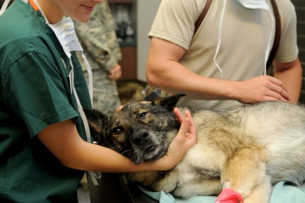 veterinari a castrezzato