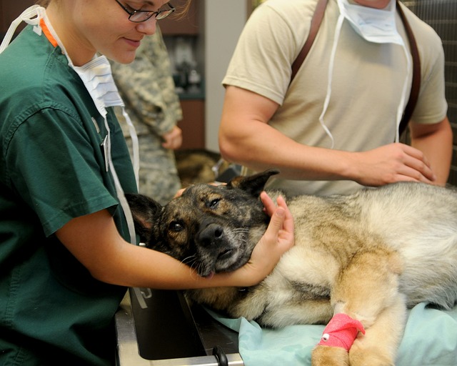 veterinari a castrezzato